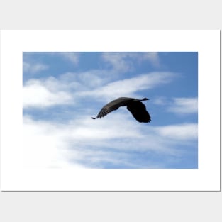 Great Blue Heron Flying Past the Clouds Above Trojan Pond 2 Posters and Art